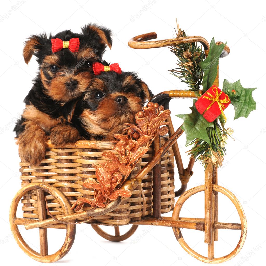 deux chiots de belles en vélo de Noël — Photographie grase © #5651187