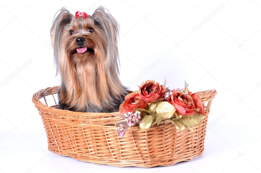 Cute dog in a basket isolated on white
