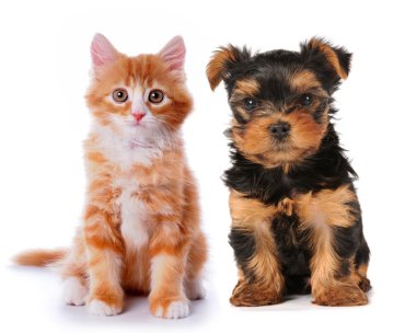 Little cute puppy and red kitten isolated on white clipart