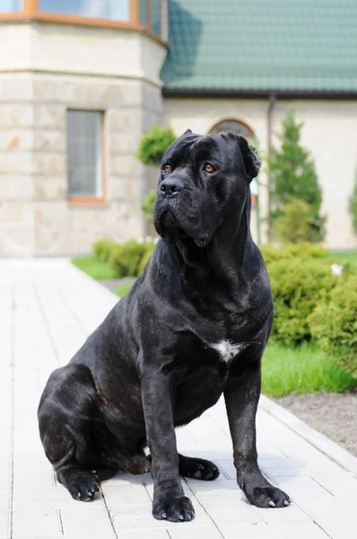 Big black dog in own yard — Stock Photo, Image