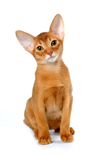 Красный абиссинский котенок сидит изолированный на белом — стоковое фото