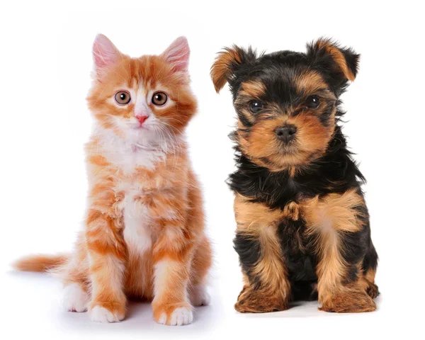 Little cute puppy and red kitten isolated on white — Stock Photo, Image