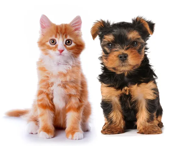 Niewiele cute puppy i kotek czerwony na białym tle Zdjęcie Stockowe