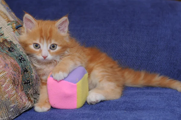 Mały ładny kotek rezygnować pewien zabawka — Zdjęcie stockowe