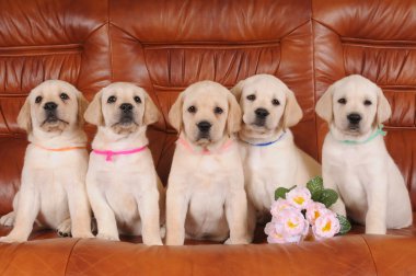 Grup labrador yavrusu