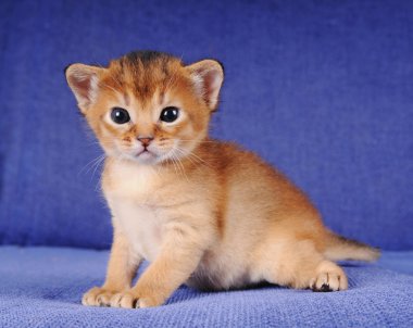 Little abyssinian kitten portrait clipart