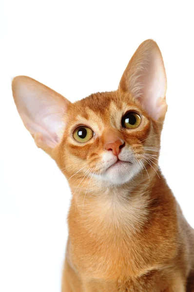 Abyssinian cat portrait isolated on white — Stock Photo, Image