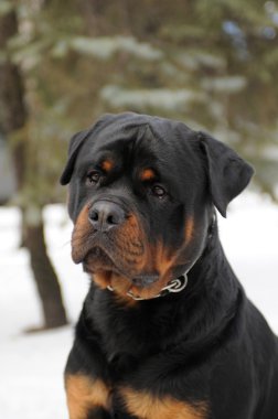 Rottweiler portre