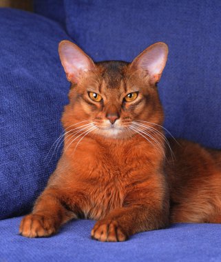 Beautiful somali cat lying of blue sofa clipart