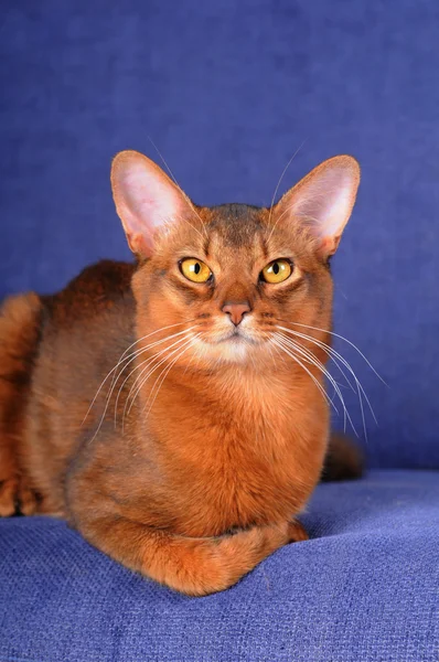 Retrato de gato somali — Fotografia de Stock
