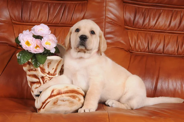 Lindo cachorro labrador con bota de cerámica — Foto de Stock
