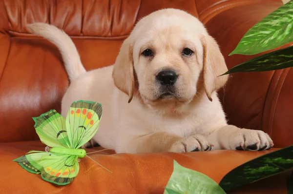 革のソファの上に横たわるラブラドール子犬 — ストック写真