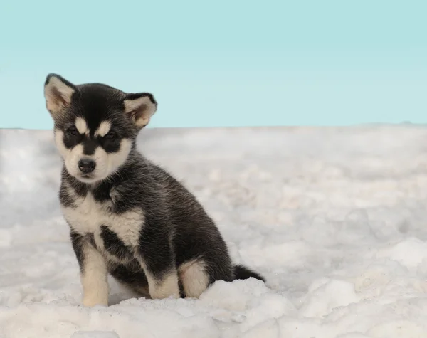 Husky cachorro en la nieve —  Fotos de Stock