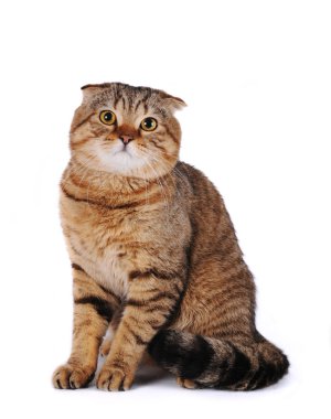 Scottish fold cat sitting isolated on white background clipart