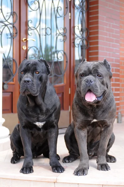 Two big gueard dogs ready to protect the house — Stock Photo, Image