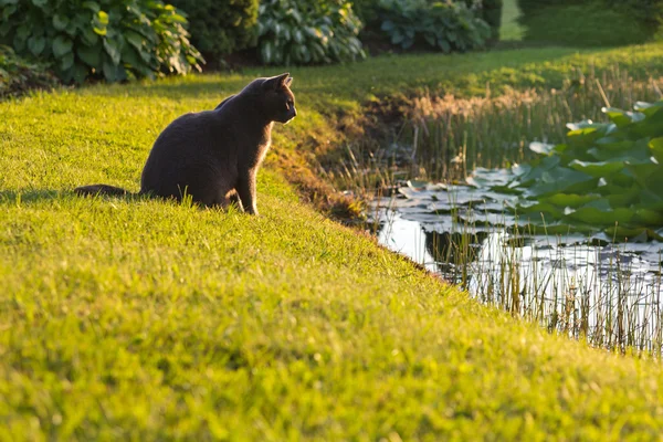 Katze auf Gras schaut zum Wasser — Stockfoto