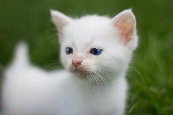 Gatito blanco en el jardín — Foto de Stock