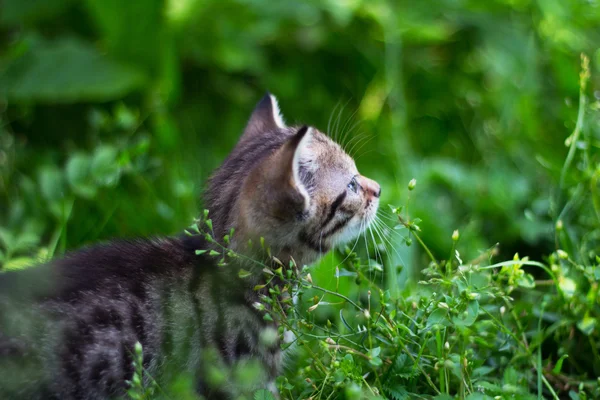 Kitty looking up behind the grass — Stock Photo, Image