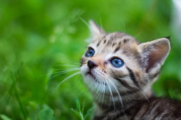 Kitty mirando delante de la hierba — Foto de Stock