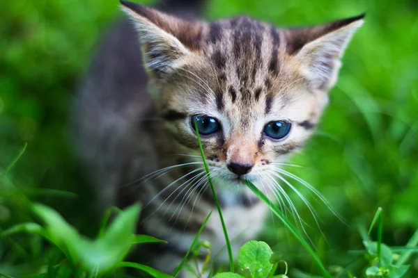 Kitty mirando hacia abajo en frente de la hierba — Foto de Stock
