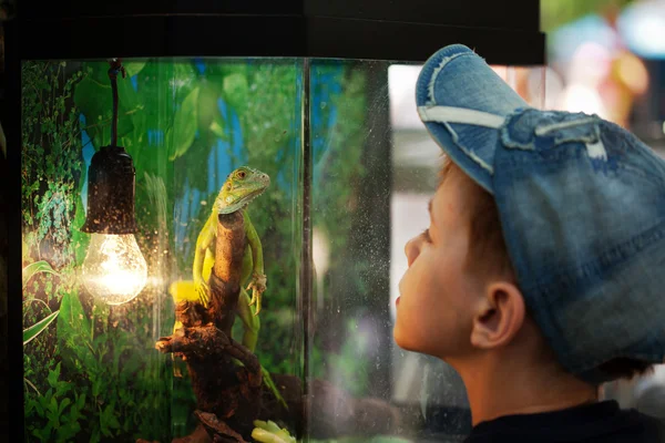 The boy and an iguana — Stock Photo, Image
