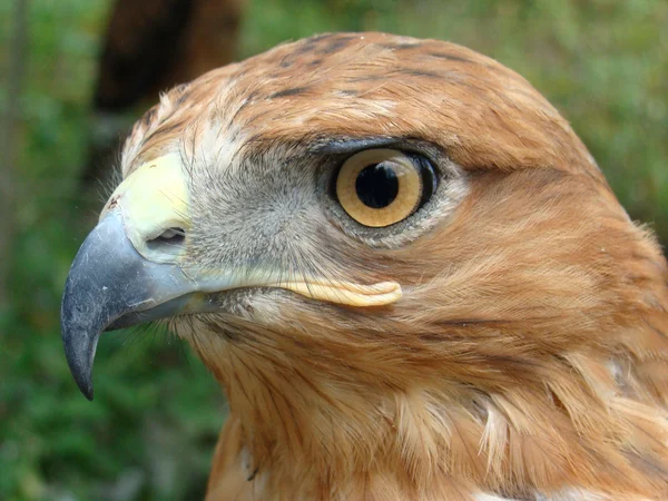 Stock image Brown Bird