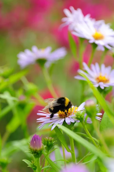 stock image Bee on flower collecting nectar or honey