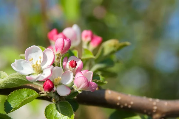 stock image Blooming apple tree branch