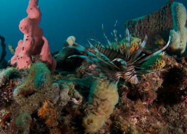 Red Lionfish on a reef in south florida clipart