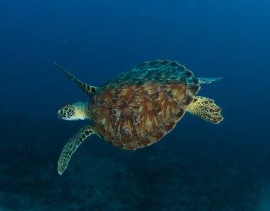 Sea Turtle swimming in open water clipart