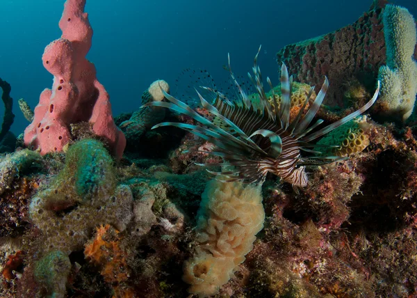 Pesce leone rosso su una barriera corallina nella Florida meridionale — Foto Stock