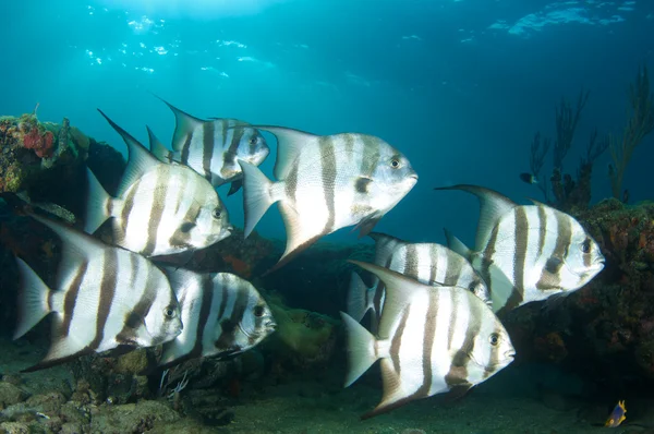 Una escuela de peces en un arrecife poco profundo . — Foto de Stock