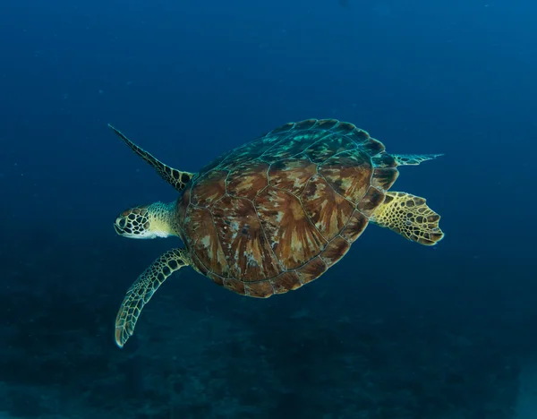 stock image Sea Turtle swimming in open water