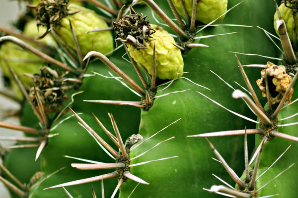 Macro cactus — Photo