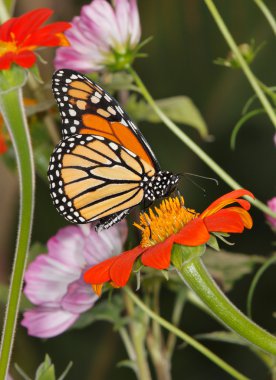 Flowers And Monarch Butterfly clipart