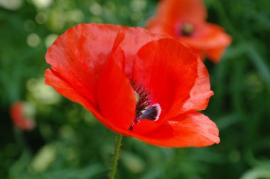 Red poppies clipart