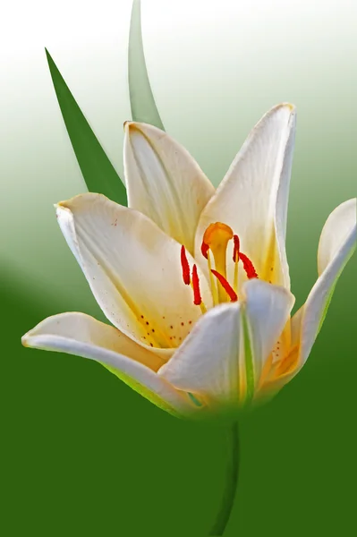 ベージュ色のユリの花. — ストック写真