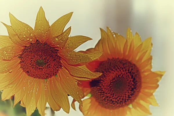 Gelbe Sonnenblumen. — Stockfoto