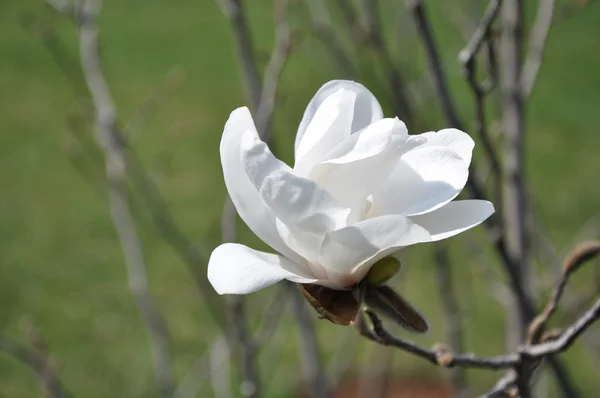 Magnolia bloem Rechtenvrije Stockfoto's