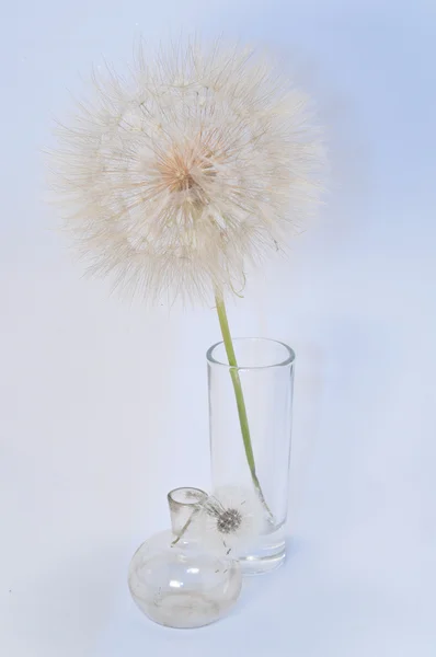 stock image Large and small dandelion