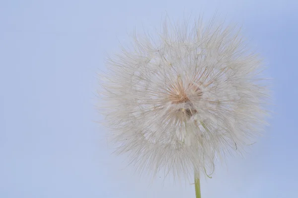Большой цветочный одуванчик — стоковое фото