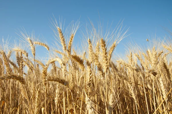 stock image Golden wheat