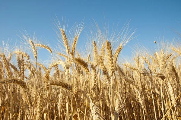 Золота пшениця Ліцензійні Стокові Фото