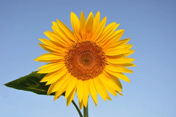 Stock image Sunflower against a blue background