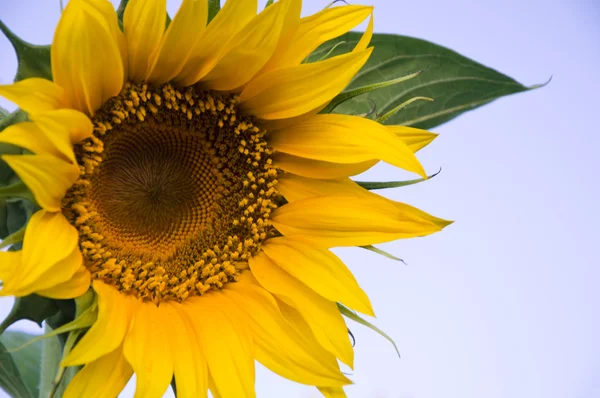 stock image Sunflower against a blue background