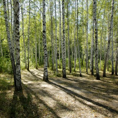 Sunshiny birch grove clipart