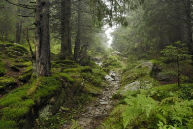 Wilde Ormanı 'nda yol