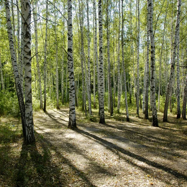 Sunshiny birch grove — Stock Photo, Image