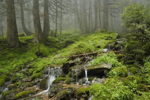 Potok v divokém vlhkém Karpatském lese — Stock fotografie
