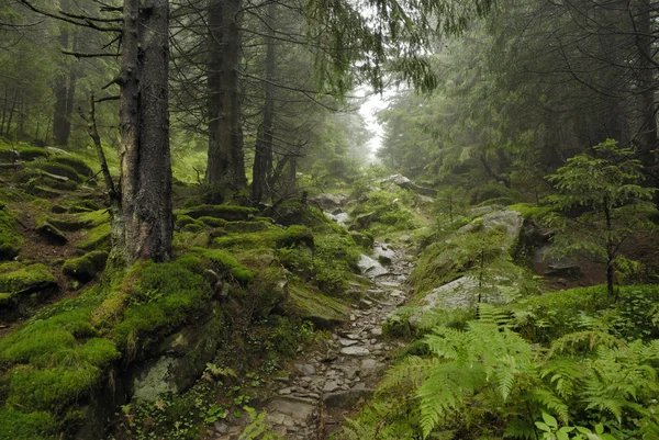 Wilde Ormanı 'nda yol Telifsiz Stok Imajlar